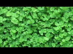 品質の高い中国製のスマートウェアラブルデバイス